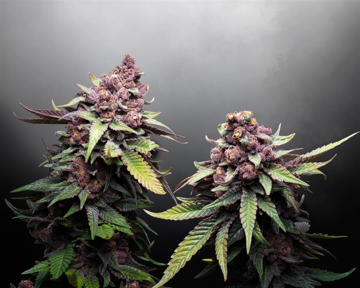 Hightere Kirsche, Kannabia Seed Company - Bild 2