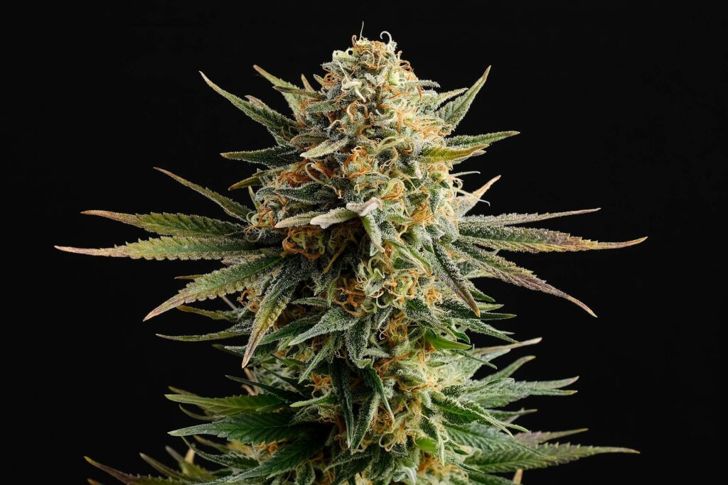 Gypsy Kush