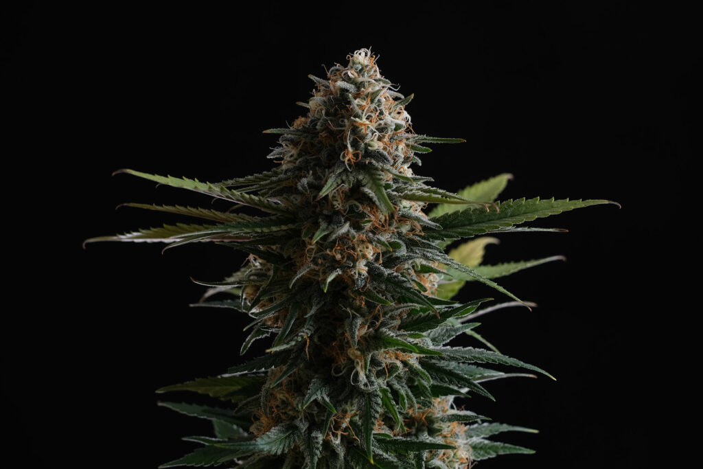 Candy Cream Go Fast Candy Cream Go Fast