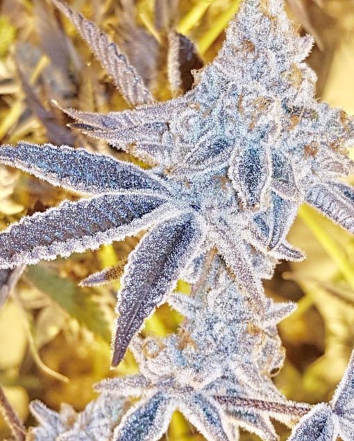 Platinum Dosi, In House Genetics - Bild 1