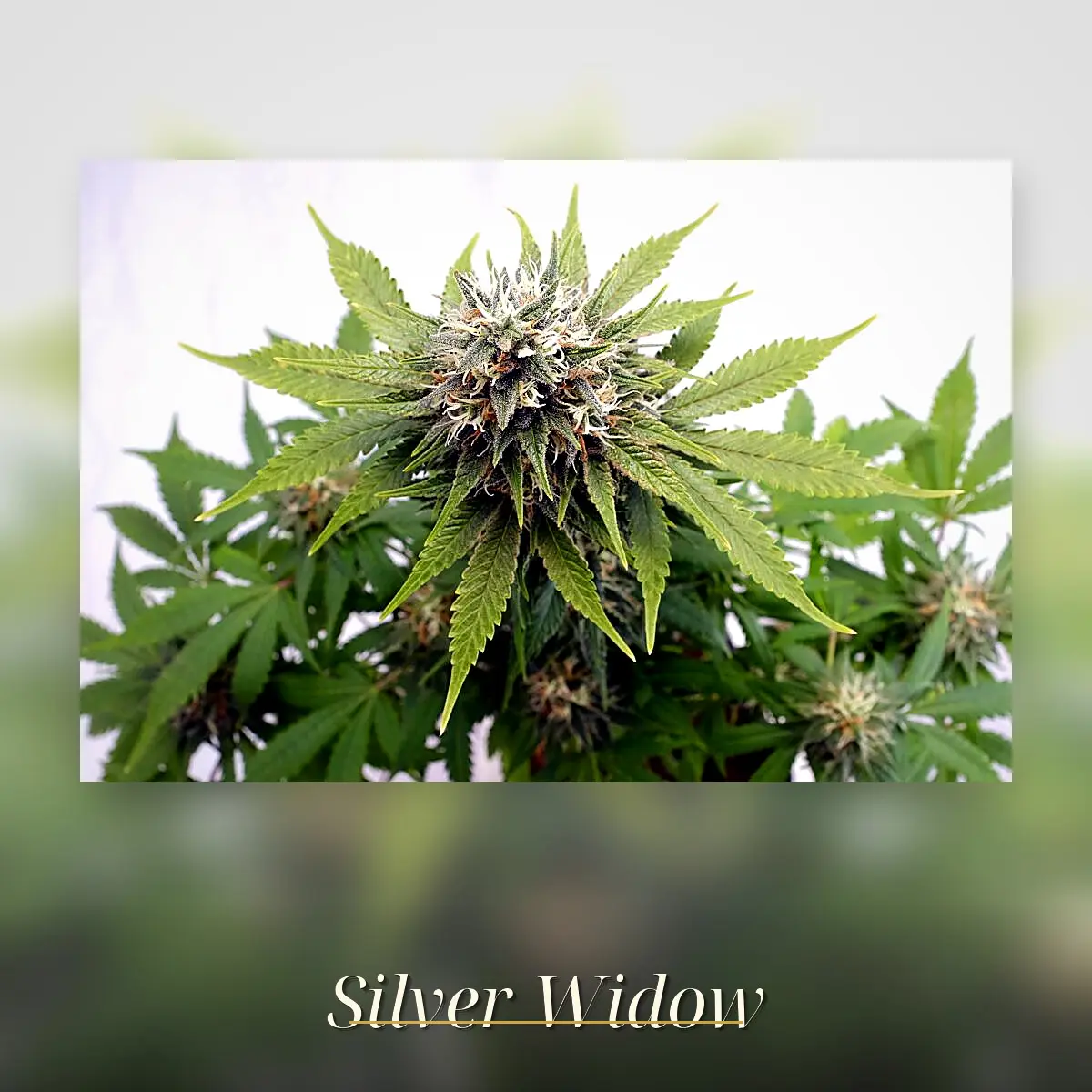 Silver Widow - Bild 1