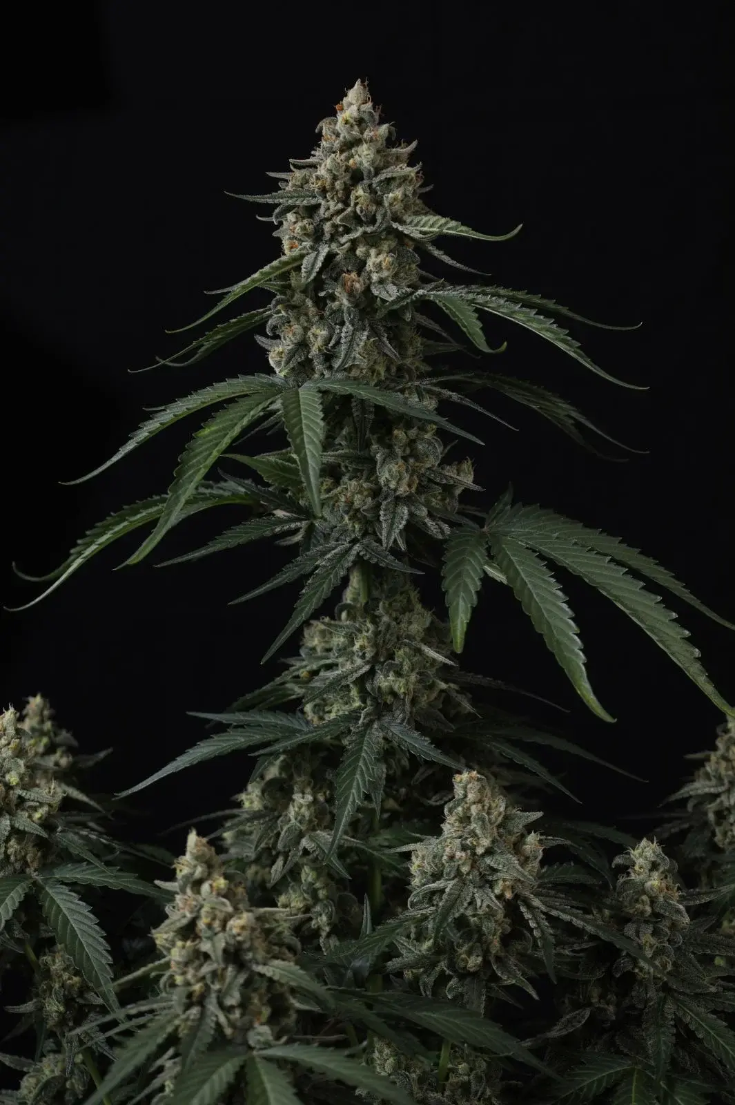 Banana Cherry Cookies Auto™ - Bild 1