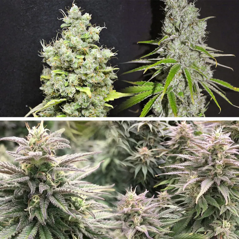 CBD Skunk Haze® - Bild 2
