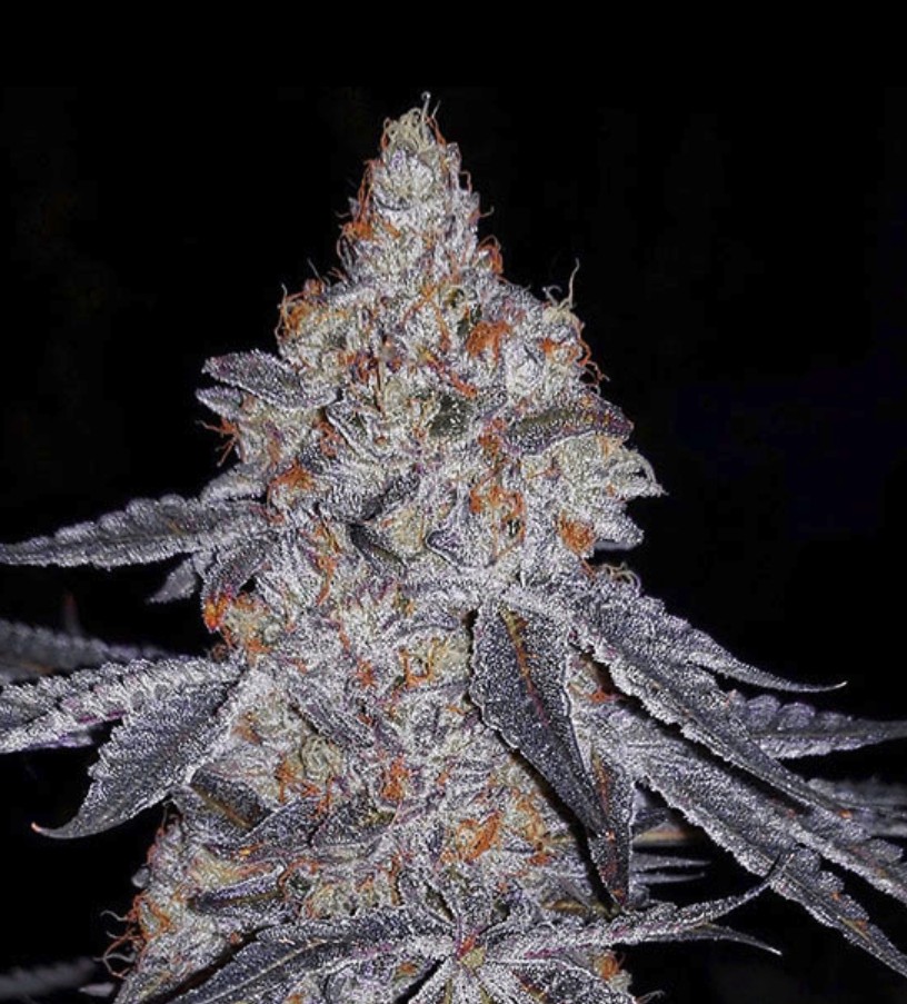 Banana Daddy R1, Ethos Genetics - Bild 1