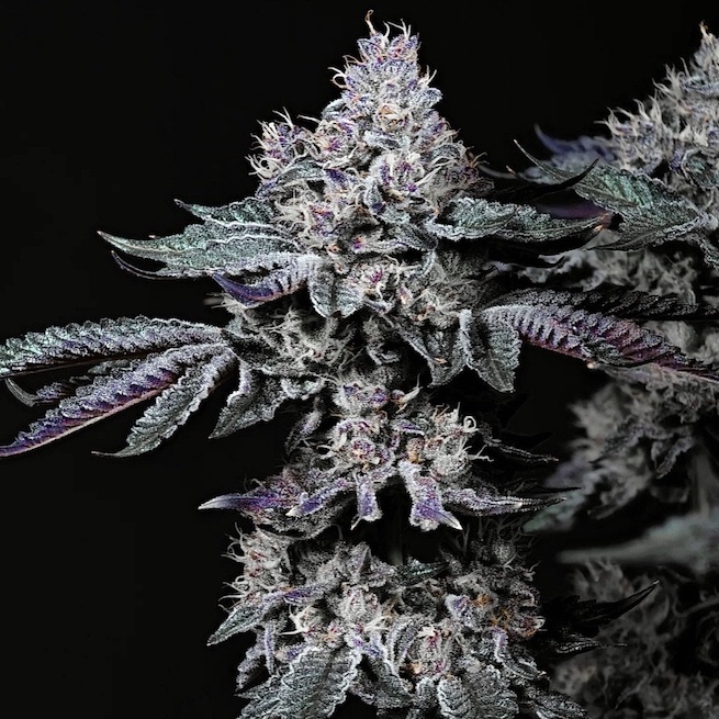Nuggz R1, Ethos Genetics - Bild 1