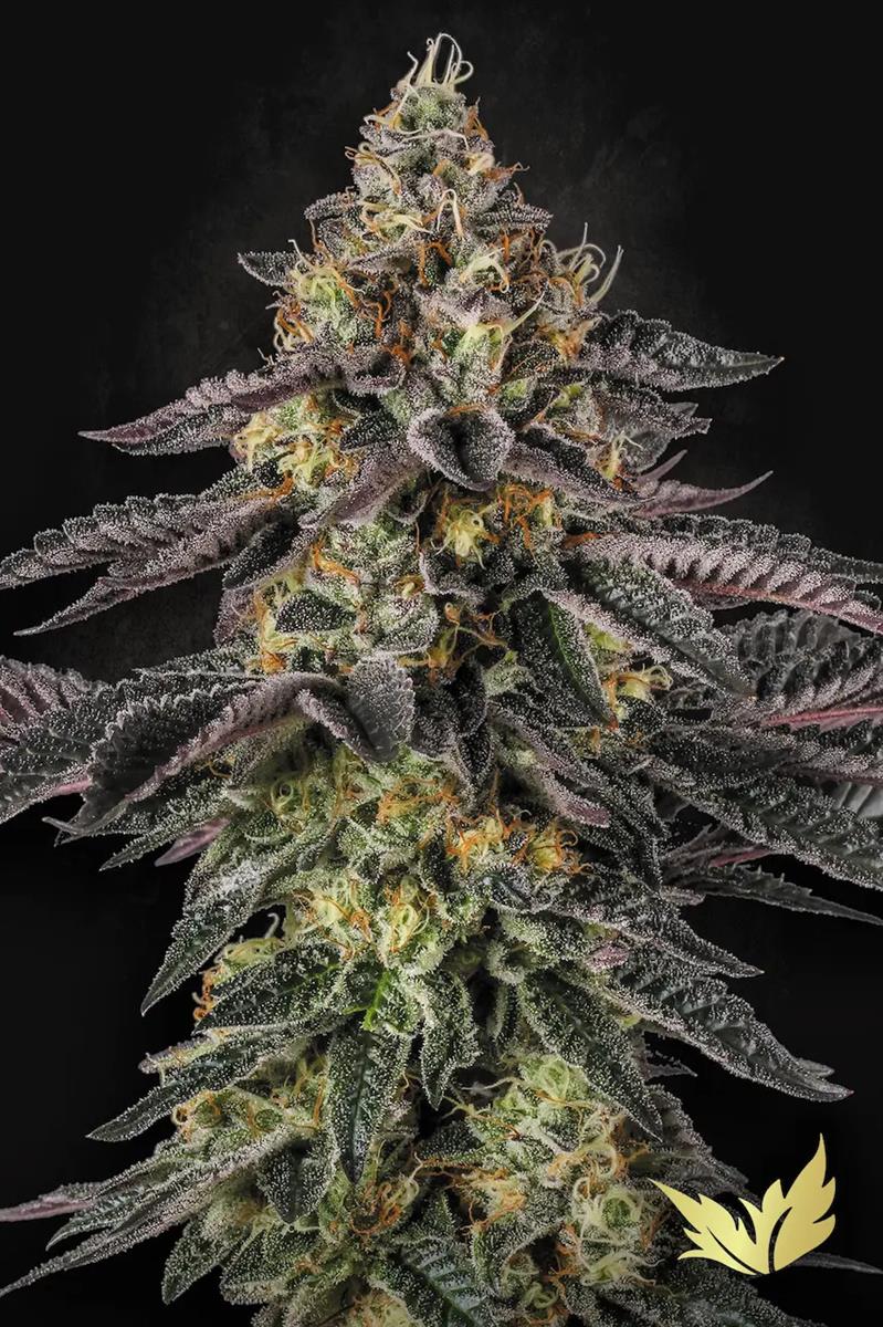 Sunset Paradise, Paradise Seeds - Bild 1