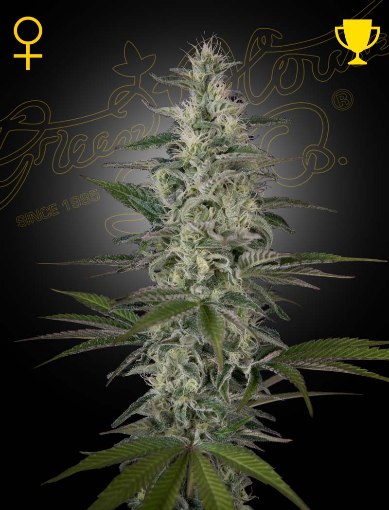 Hawaiian Snow