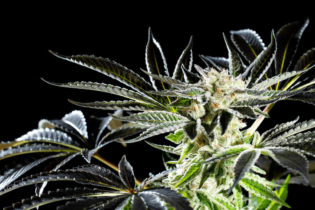 Apple & Bananas, Kannabia Seed Company - Bild 2