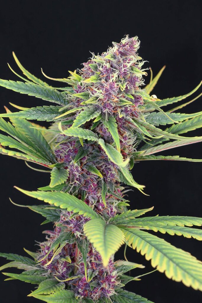 Purple Kush