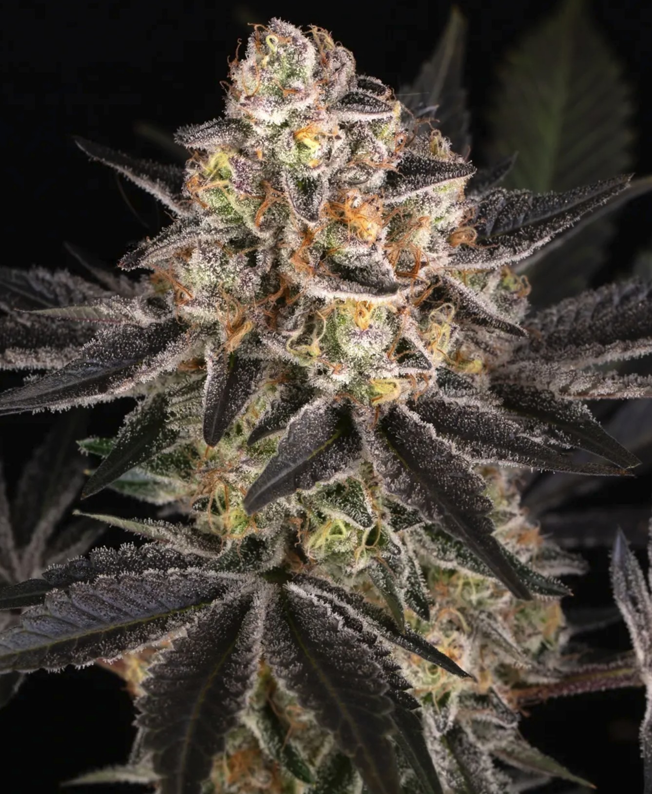 White Runtz, Barneys Farm - Bild 1