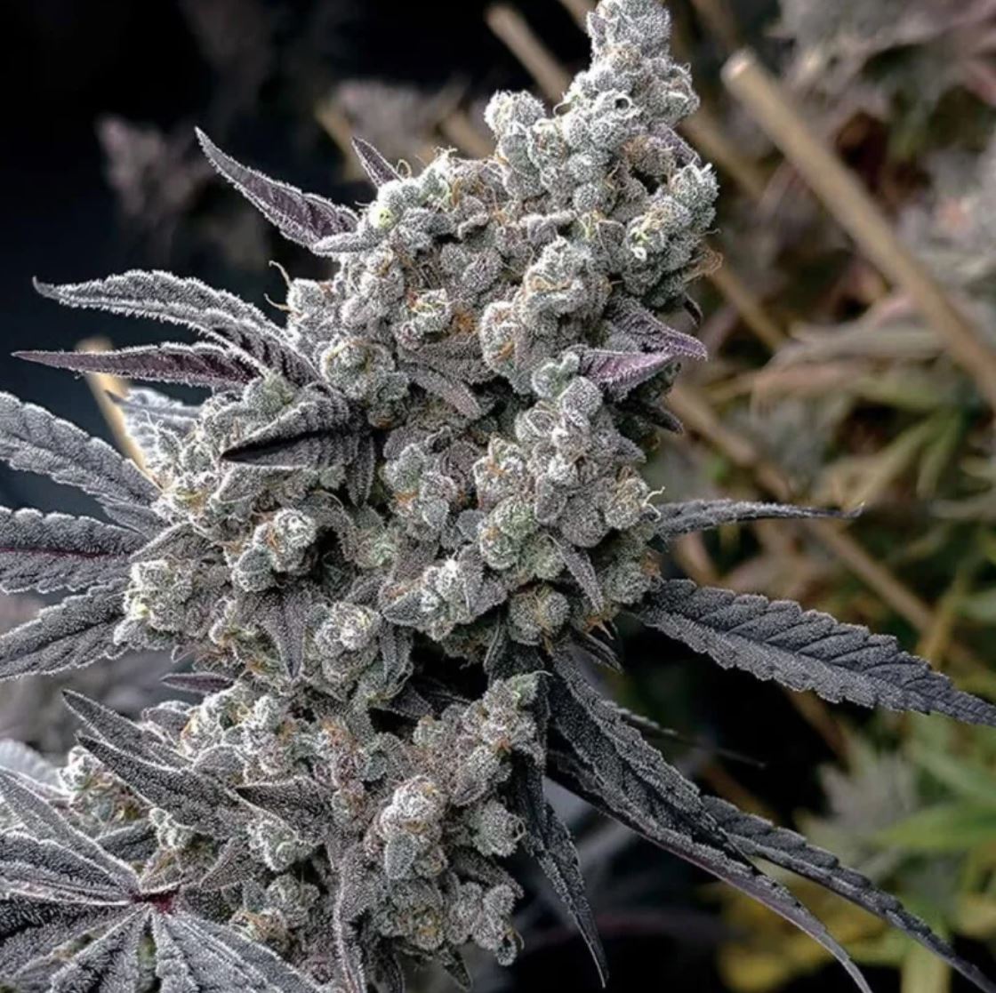 Pineapple Pucker, Solfire Gardens - Bild 1