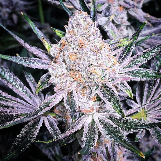 Purple Sunset RBX2, Ethos Genetics - Bild 1