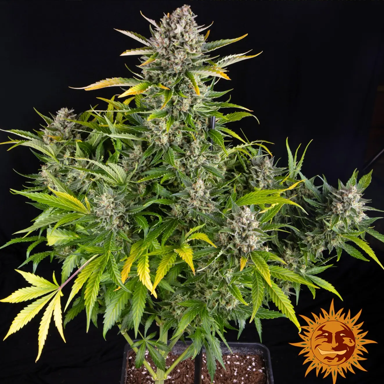 Strawberry Cheesecake Auto - Bild 2