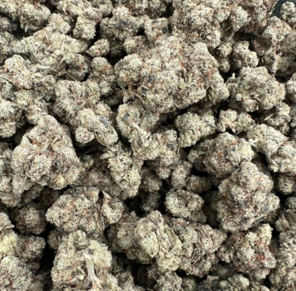 Platinum Gorilla, In House Genetics - Bild 2