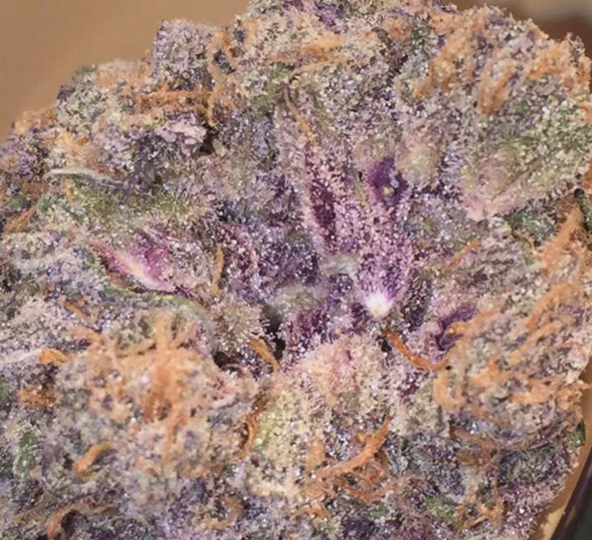 Platinum Purple Candy, In House Genetics - Bild 2
