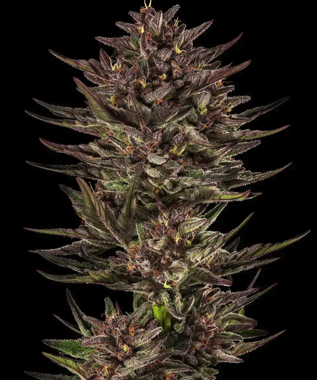 Frosted Zinn x Cookie Dog Auto, Barneys Farm - Bild 2