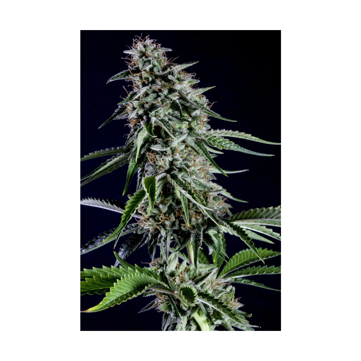 Rainbow Sherbet #11