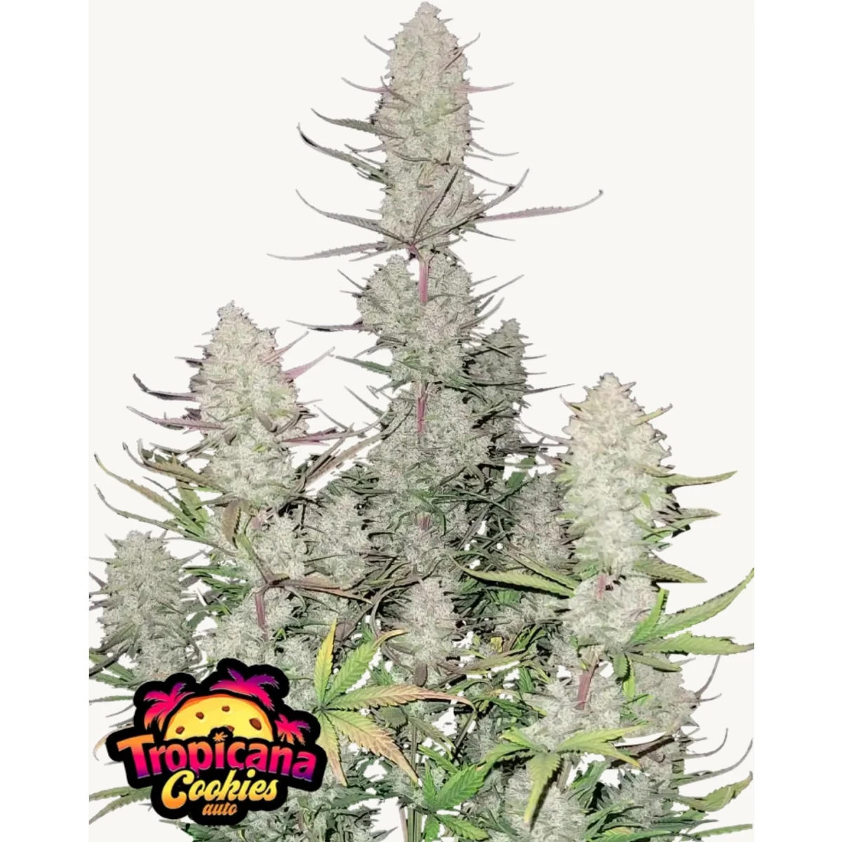 Tropicana Cookies Auto