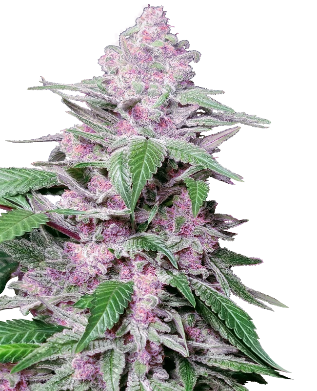 Purple Cookie Kush Purple Cookie Kush