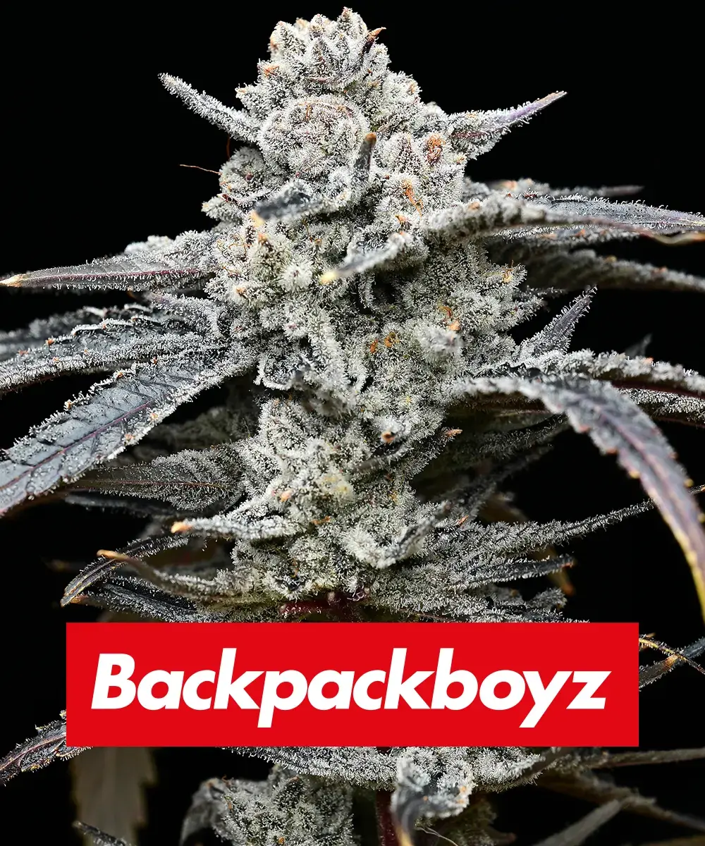 Lemon Cherry Gelato Lemon Cherry Gelato