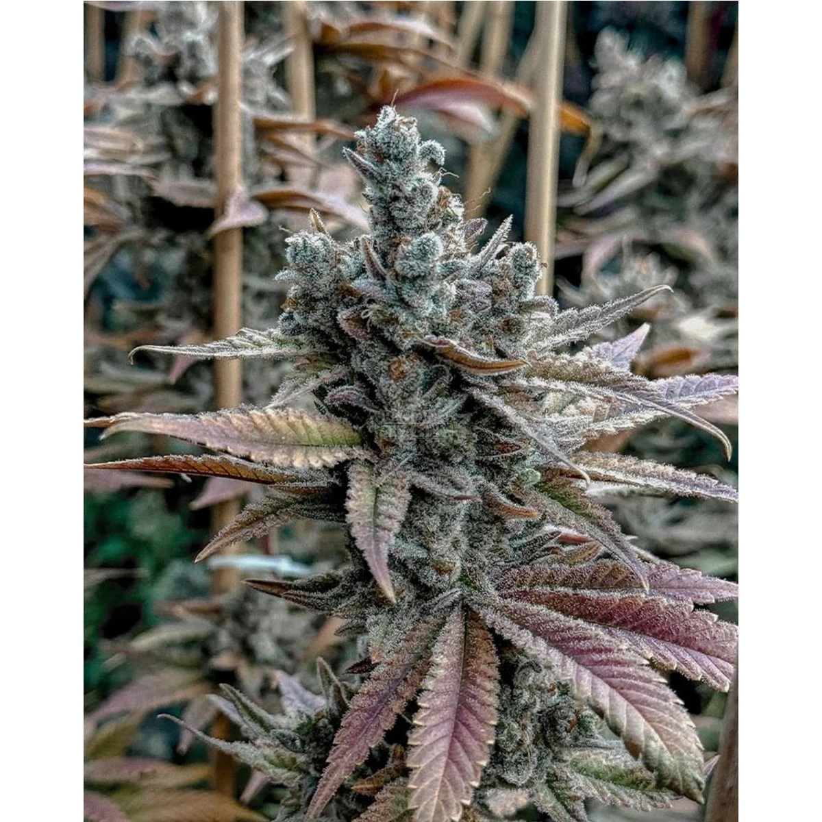 Lemon Elixir Lemon Elixir