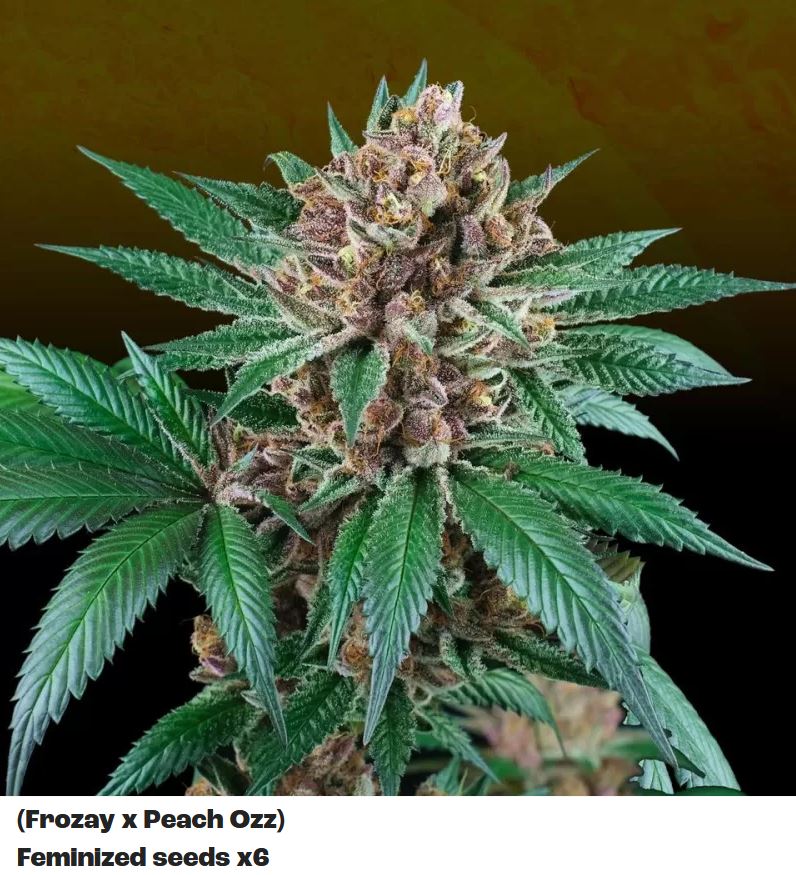 Iced Peach, Perfect Tree - Bild 2