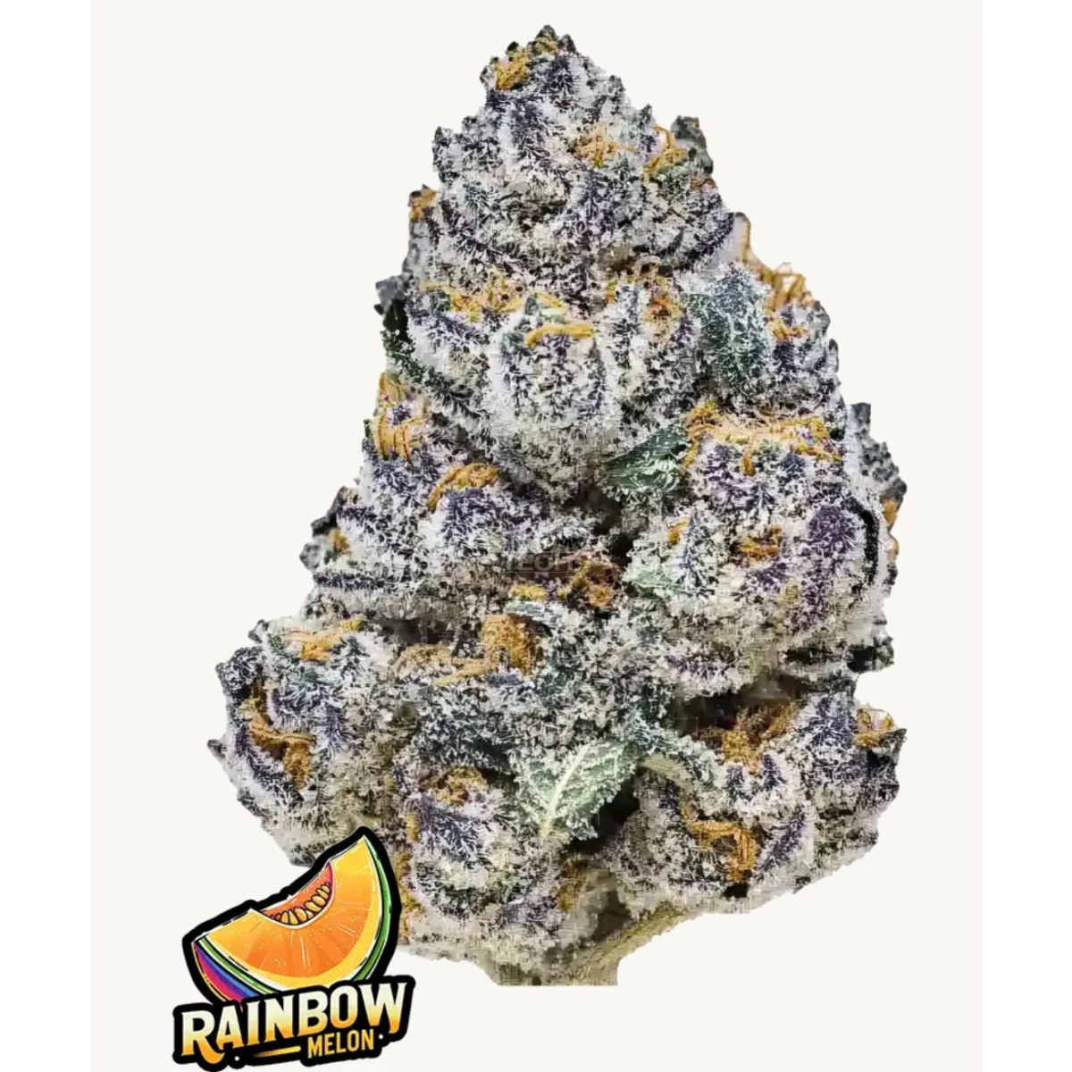 Rainbow Melon