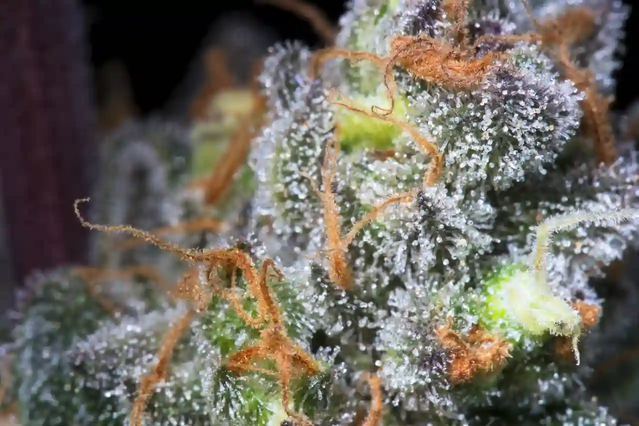 Caramba, Paradise Seeds - Bild 6