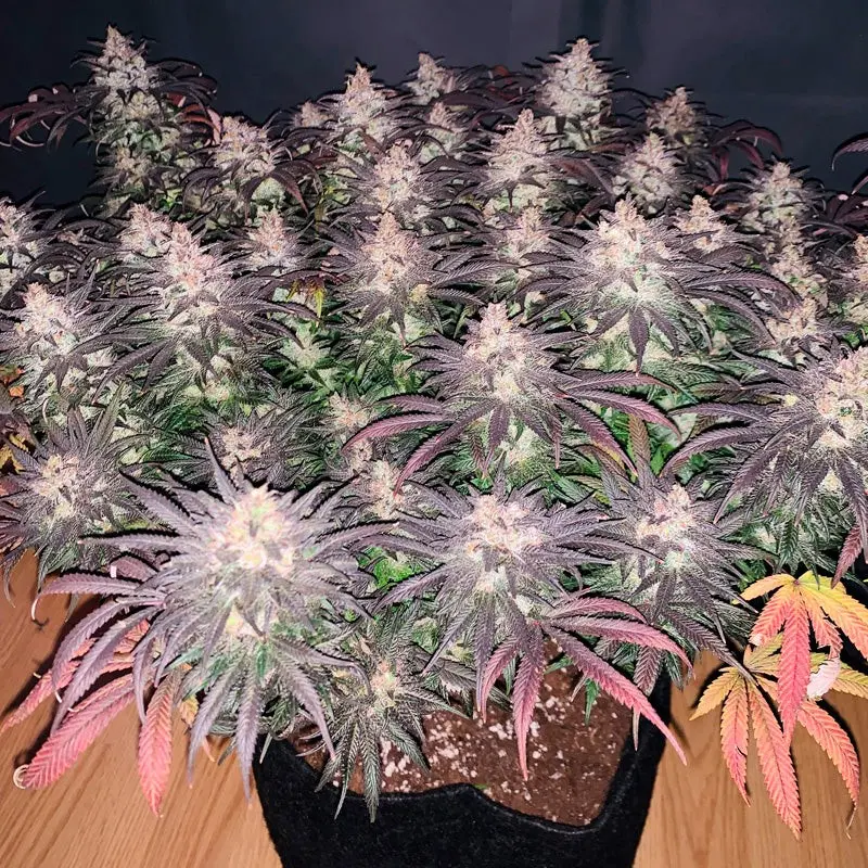 L.A Vanilla Cake - Bild 7