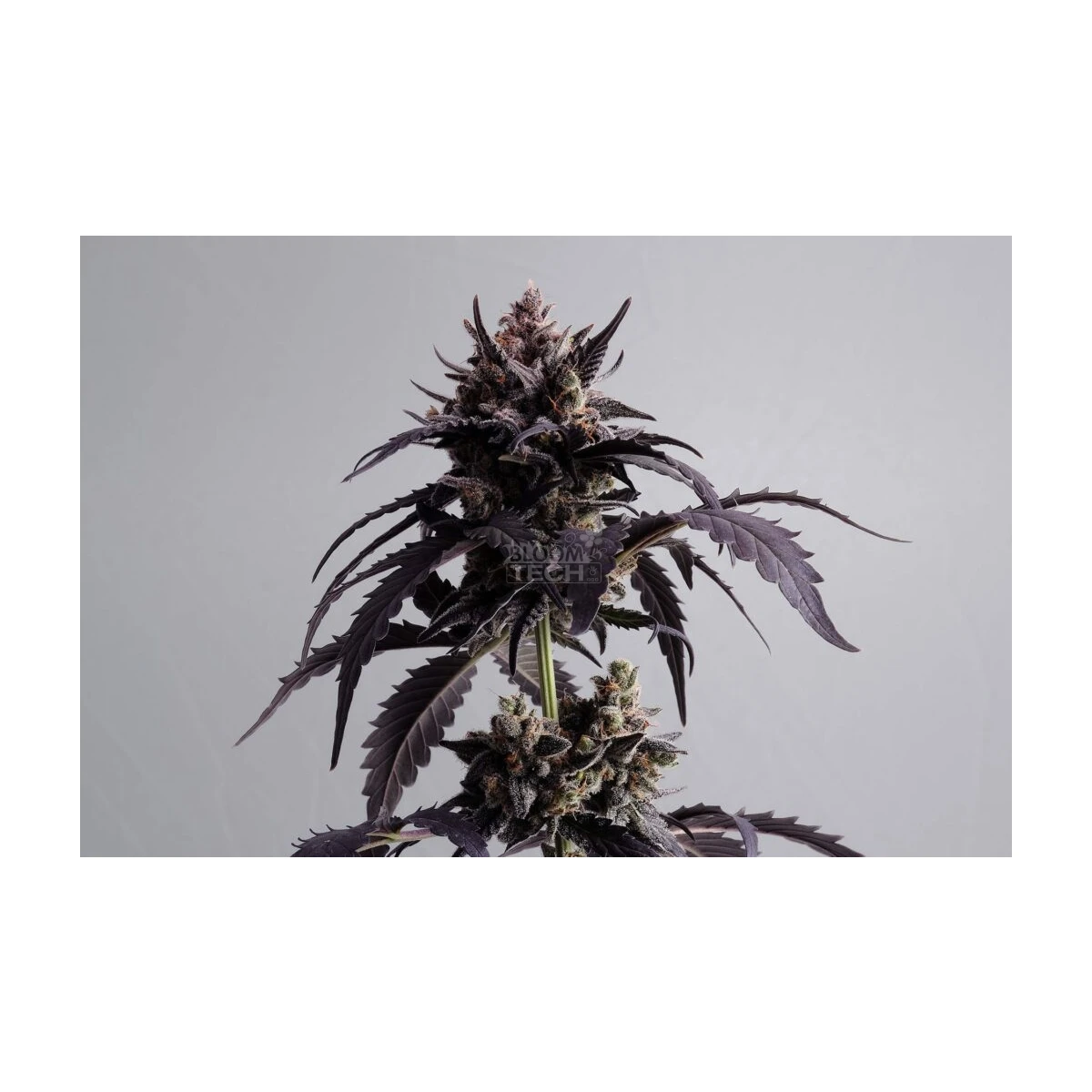 Ginger Punch Auto