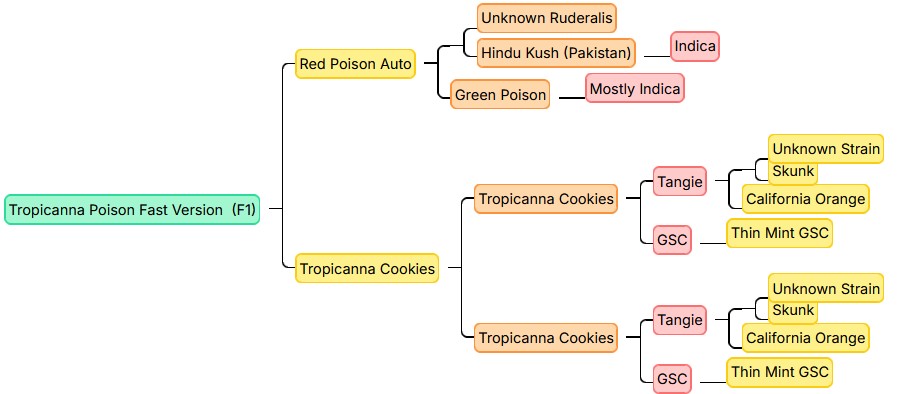 Tropicanna Poison F1, Sweet Seeds - Bild 3