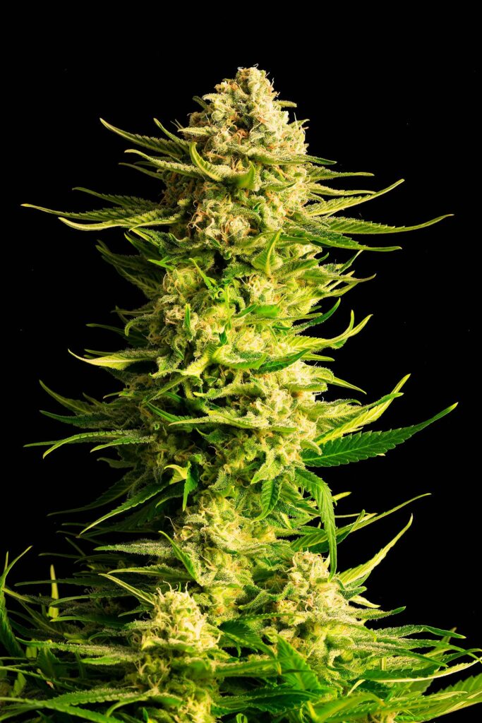 Indica Cream