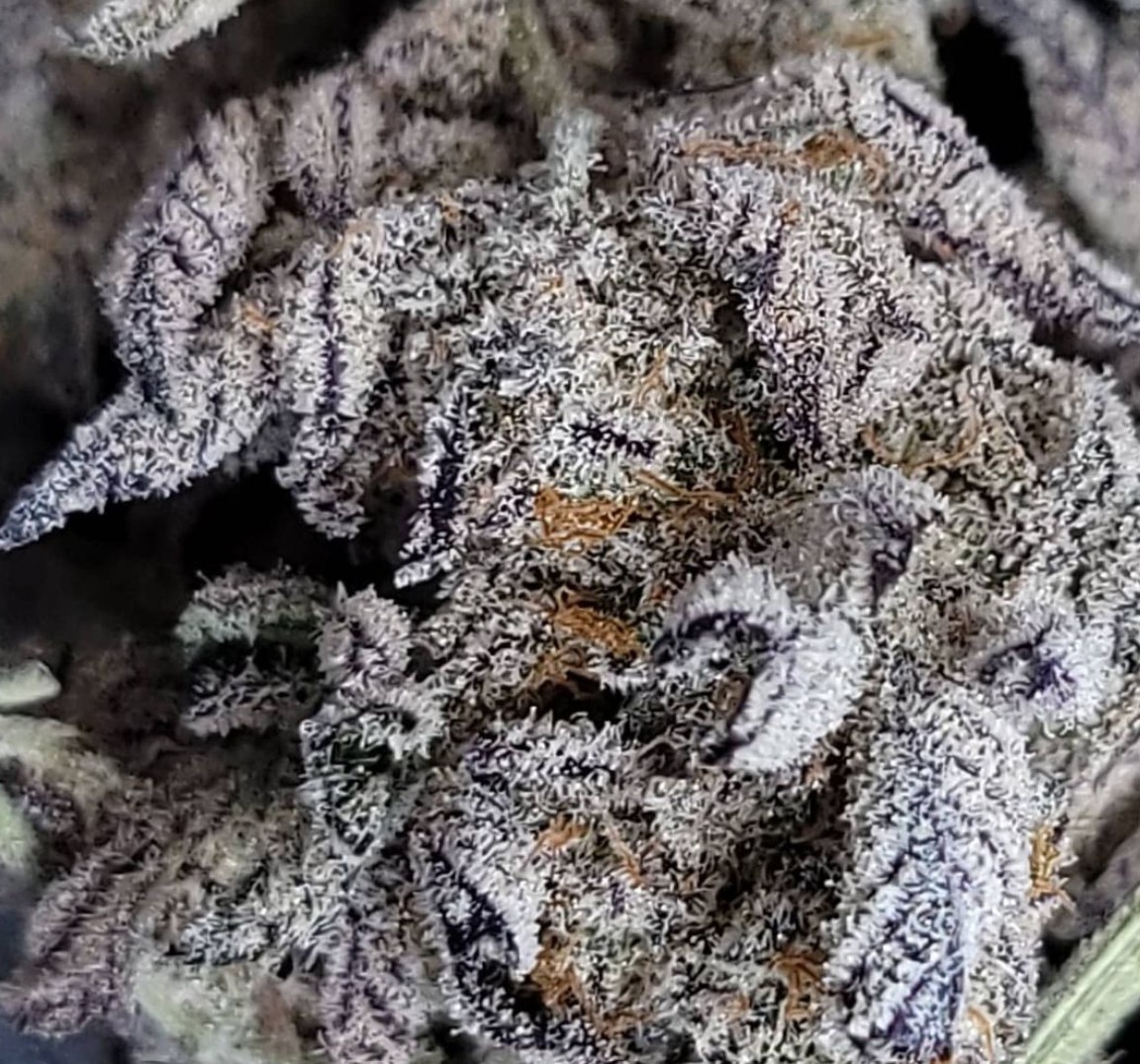 Jelly Breath S1, In House Genetics - Bild 3