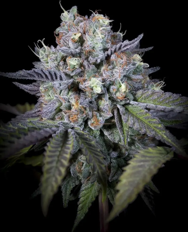 Purple Mints - Bild 7
