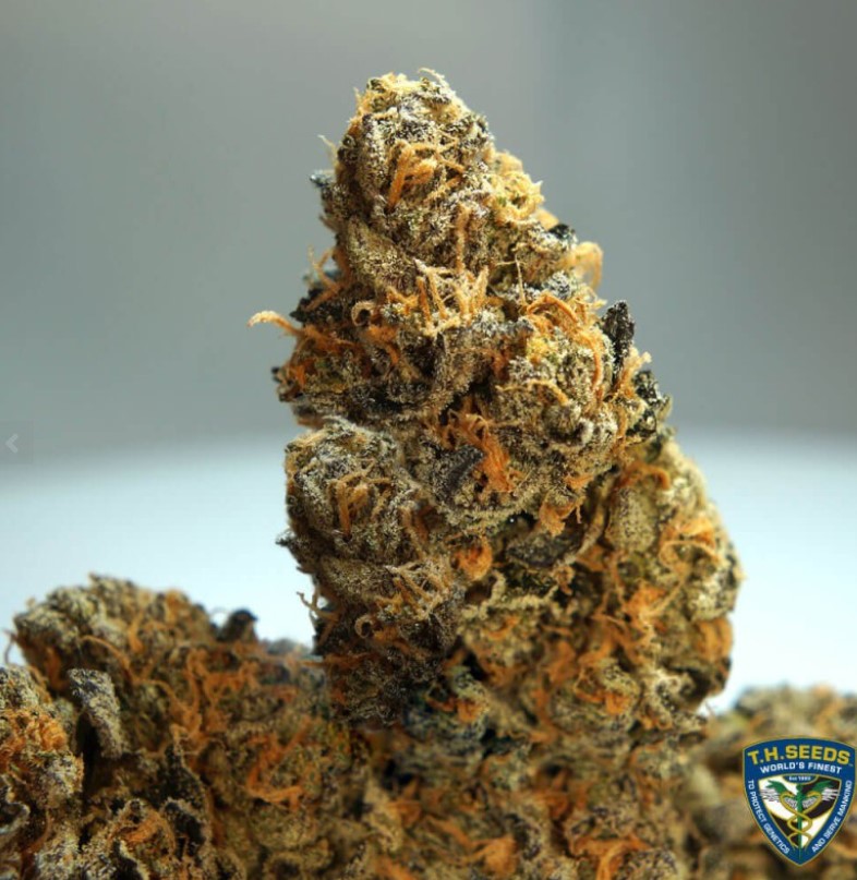 French Cookies, T.H. Seeds - Bild 3