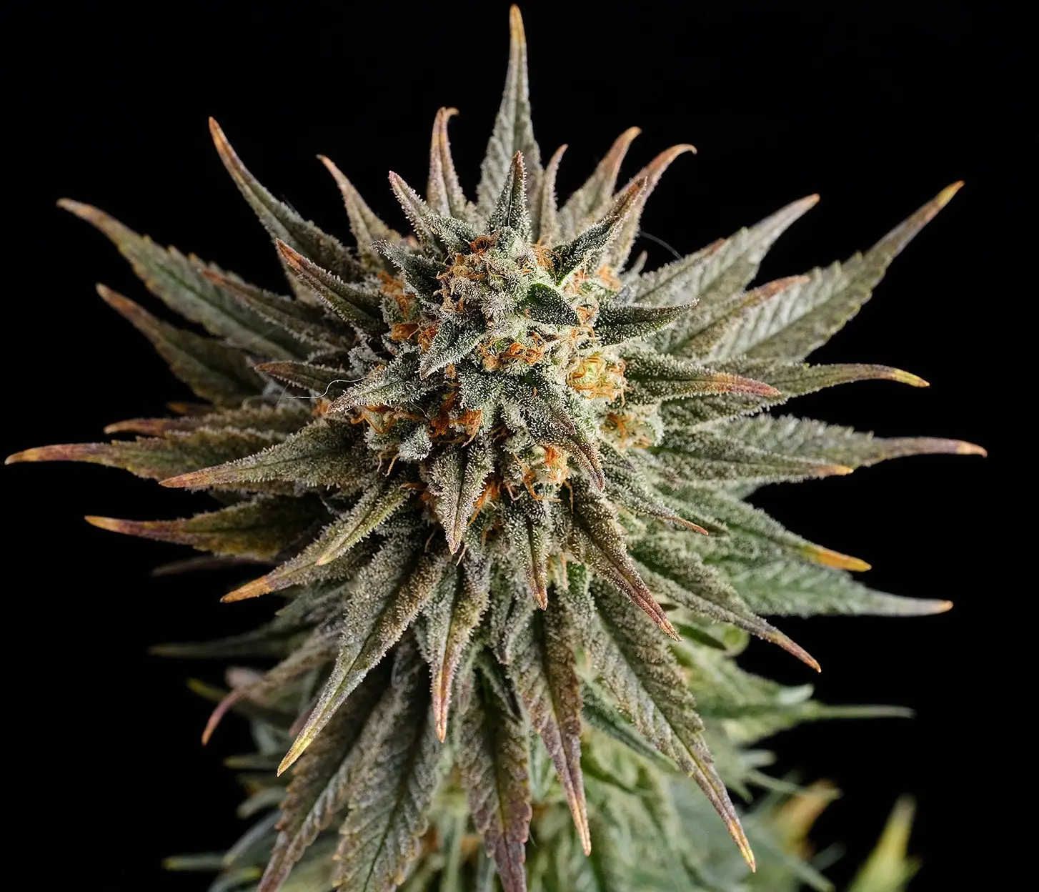Gypsy Kush - Bild 4