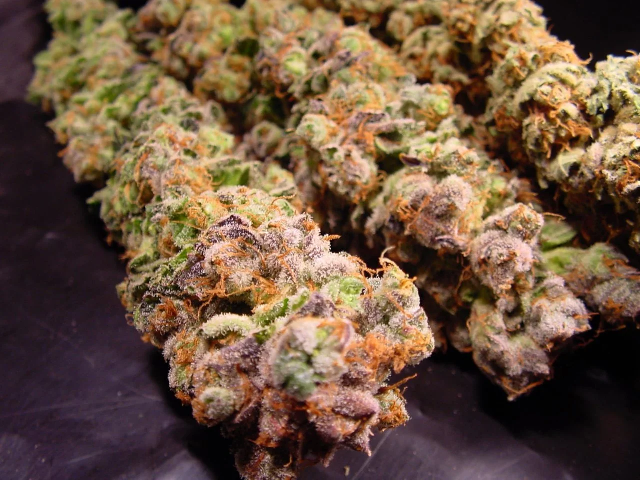 Durga Mata, Paradise Seeds - Bild 4