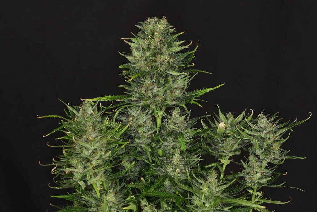 Do Si Dos Auto Do Si Dos Auto