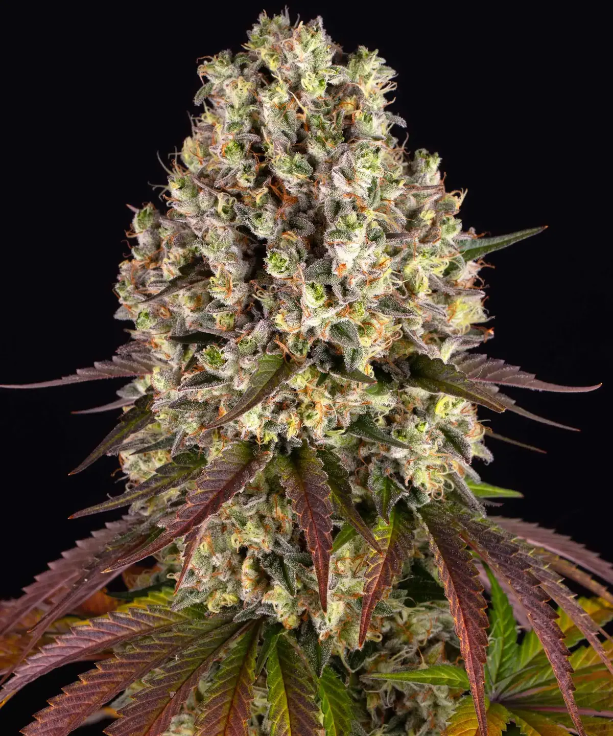 Sour Diesel Barneys's Farm Sour Diesel - Blüte 1