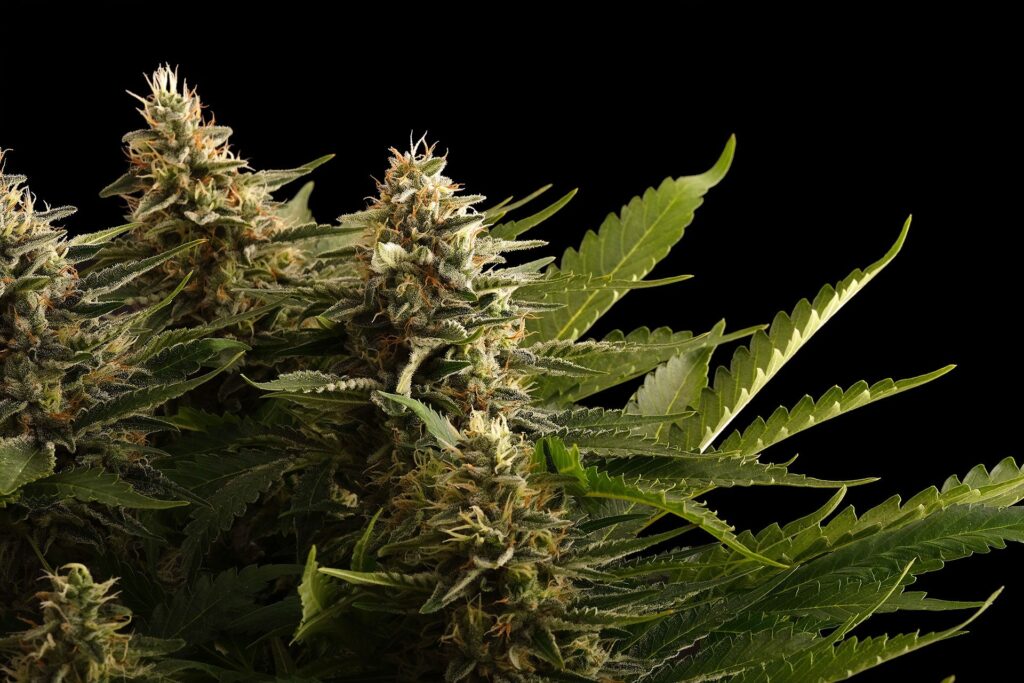 Colombian Jack Colombian Jack