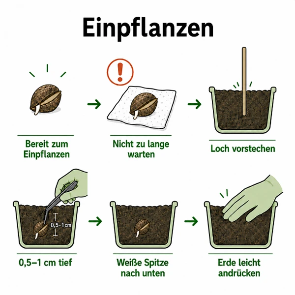 Einpflanzen: Samen mit der Pinzette in das Substrat setzen
