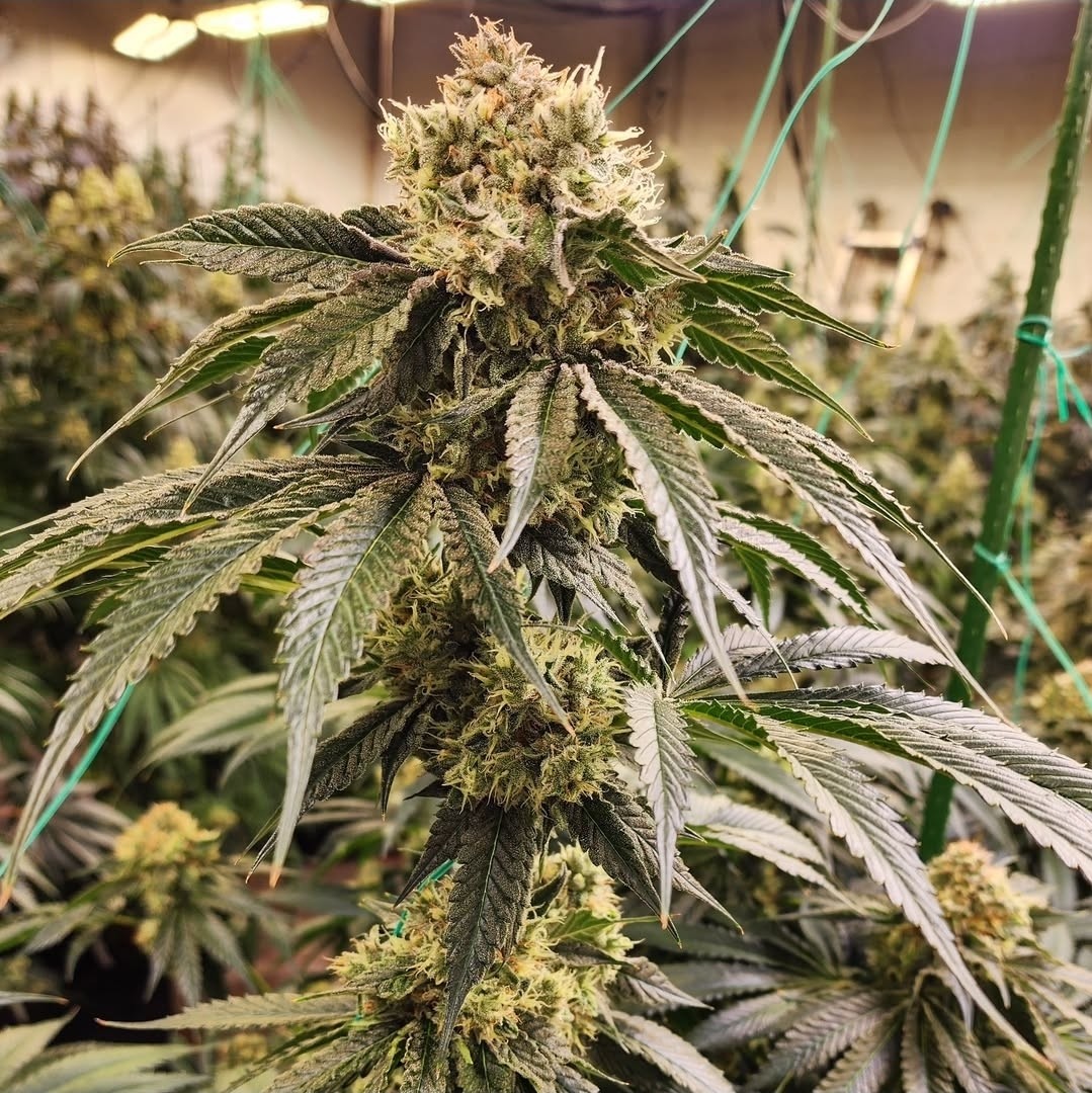 Dirty Banana, Ethos Genetics - Bild 1