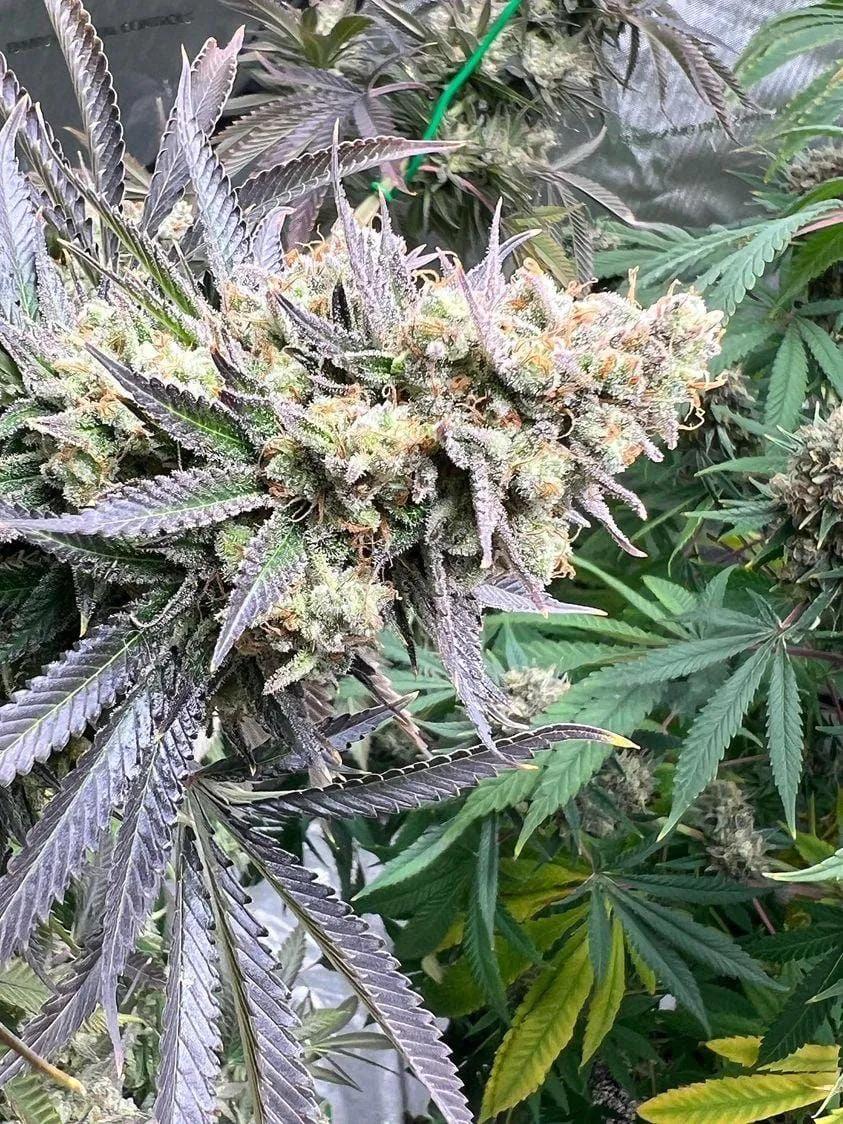 White Truffle Limited Edition, Growers Choice - Bild 2