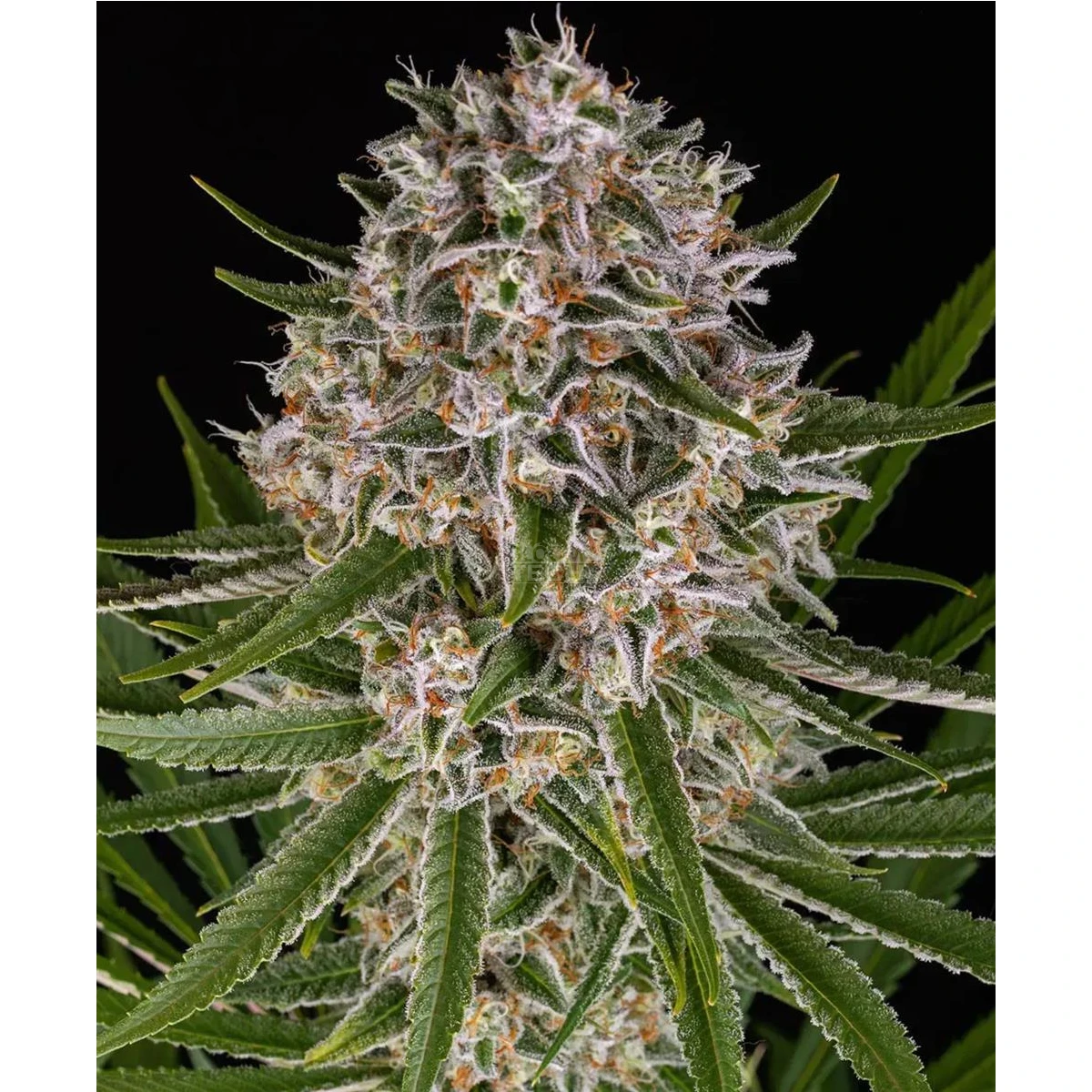 Lemon Haze Auto