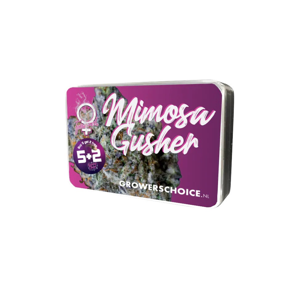 Mimosa Gusher, Growers Choice - Bild 2