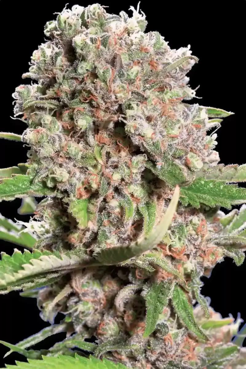 Mendocino Skunk, Paradise Seeds - Bild 3