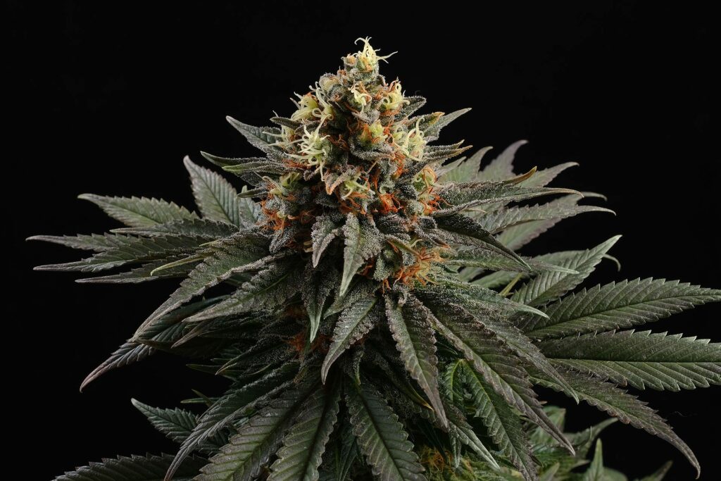 Sativa Dream