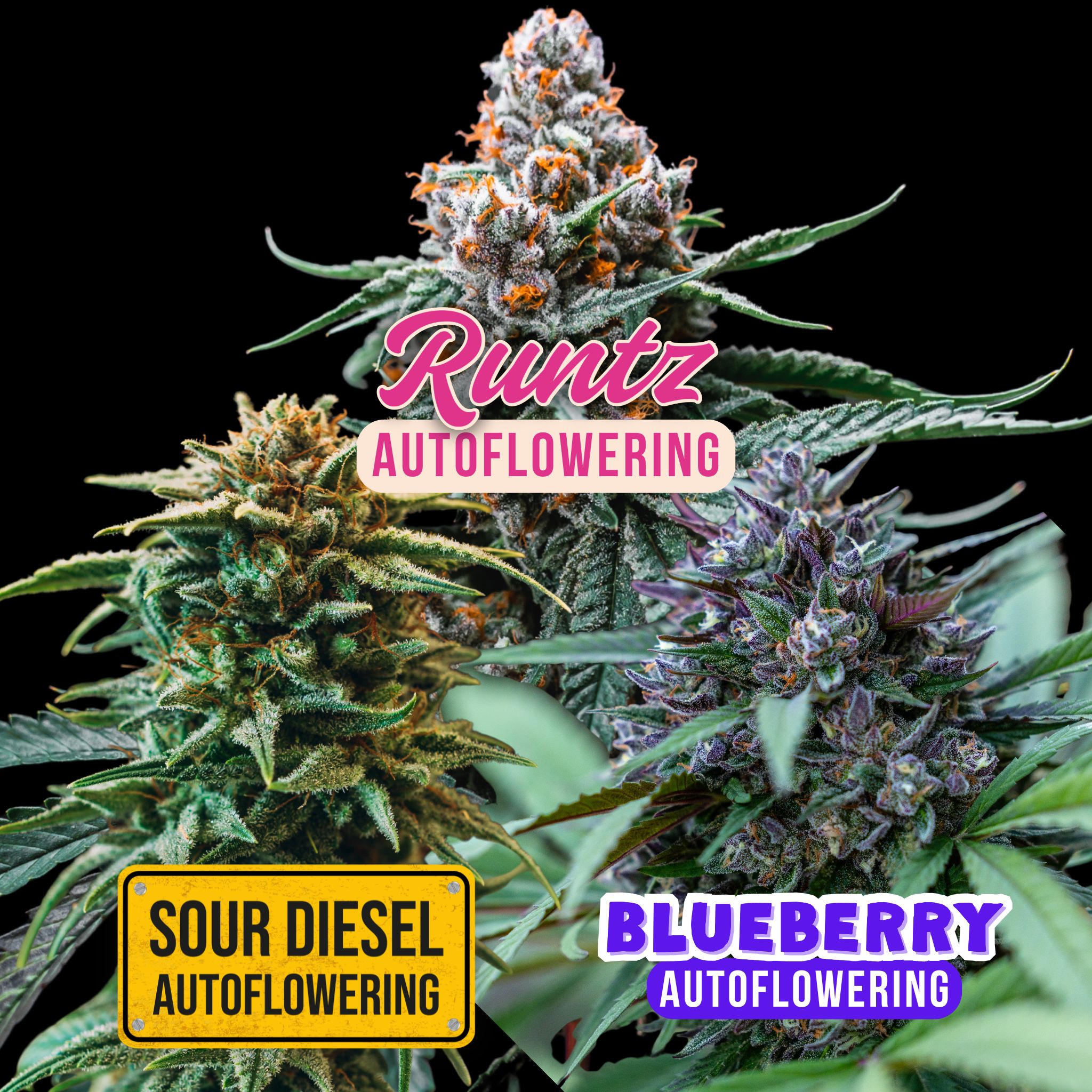 Mix Pack Autoflowering