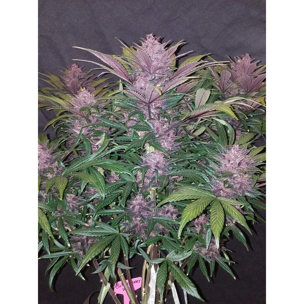 Blackberry Auto