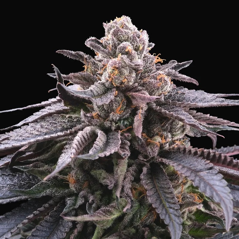 DOKI DOKI, Perfect Tree - Bild 2